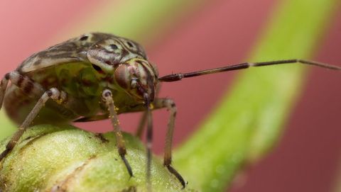 Insect, Macro photography, Invertebrate, Close-up, Pest, Organism, Net-winged insects, Bug, Arthropod, Plant stem, 