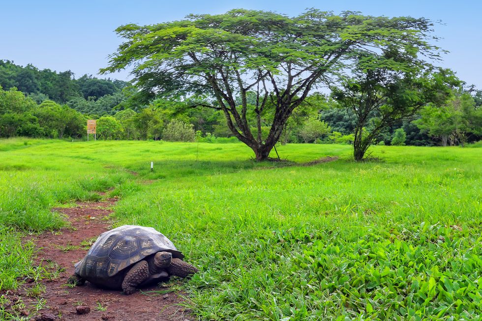 Tortoise, Turtle, Galápagos tortoise, Tree, Vegetation, Grass, Reptile, Natural landscape, Wildlife, Nature reserve, 