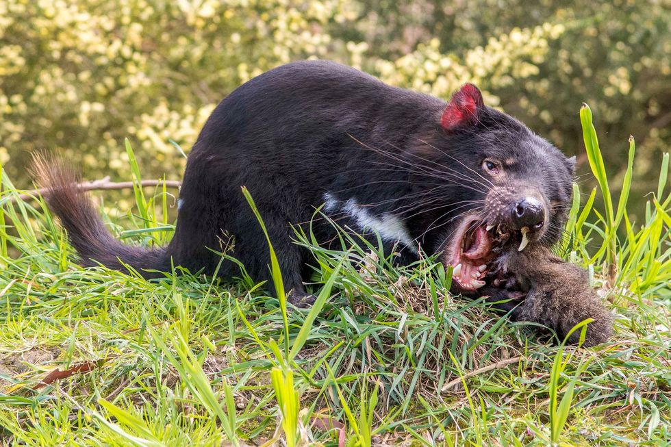 Een Tasmaanse duivel aan het eten