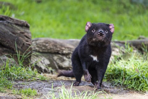 Tasmanian devil, Cowes Nature Park