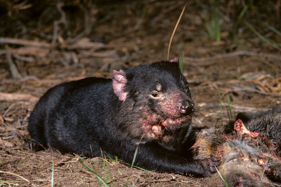 Een Tasmaanse duivel met gezichtskanker zit in de jaren negentig op Tasmani naast een kadaver