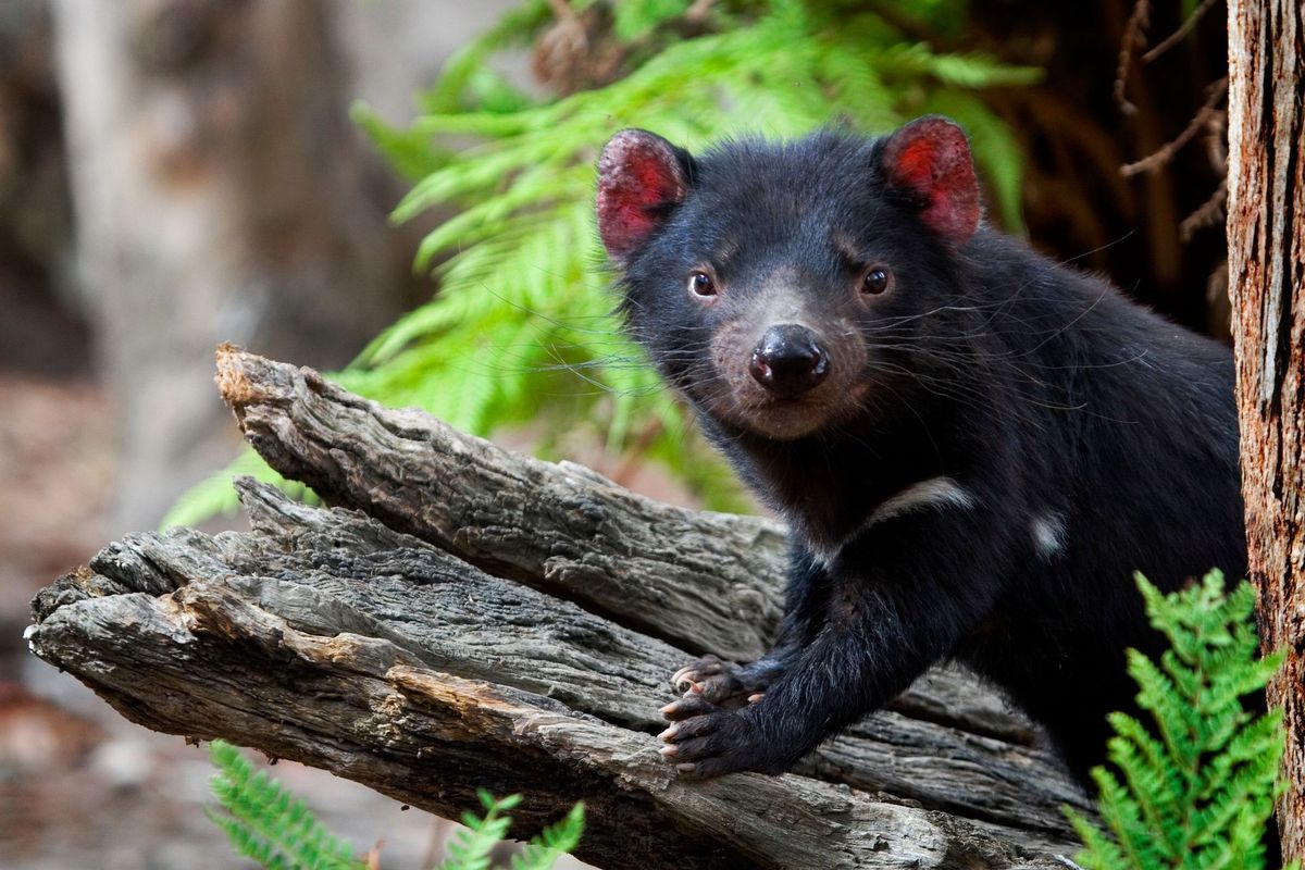 Een in gevangenschap levende Tasmaanse duivel staat in 2008 op een boomstronk in het Something Wild Animal Sanctuary in Tasmani Veel van de dieren verloren hun ouders aan gezichtskanker