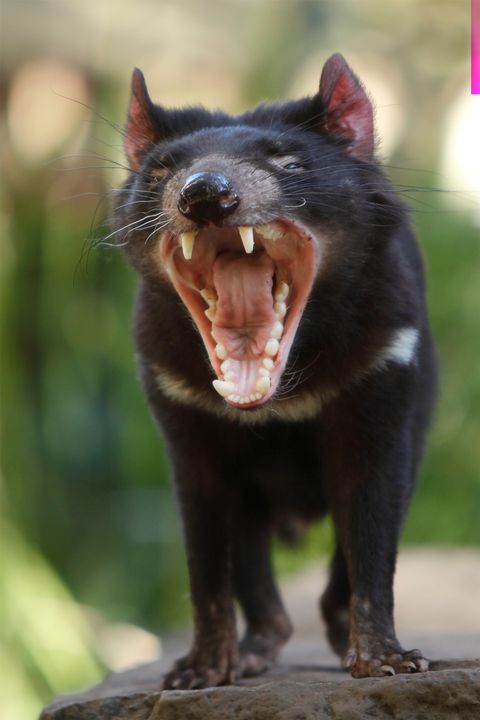 tasmanian devil with its mouth wide open