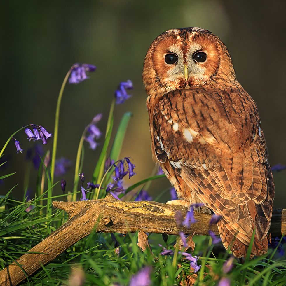 a tawny owl strix aluco in the late evening sunshine, perched on a branch thats surrounded by english bluebells