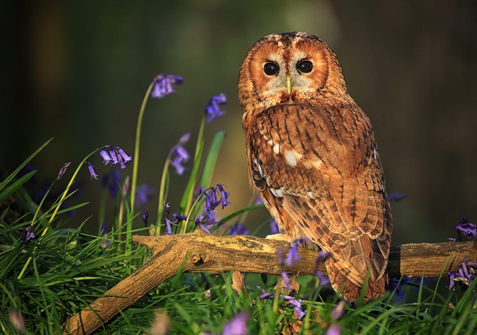 There's a tawny owl baby boom in a North of England forest