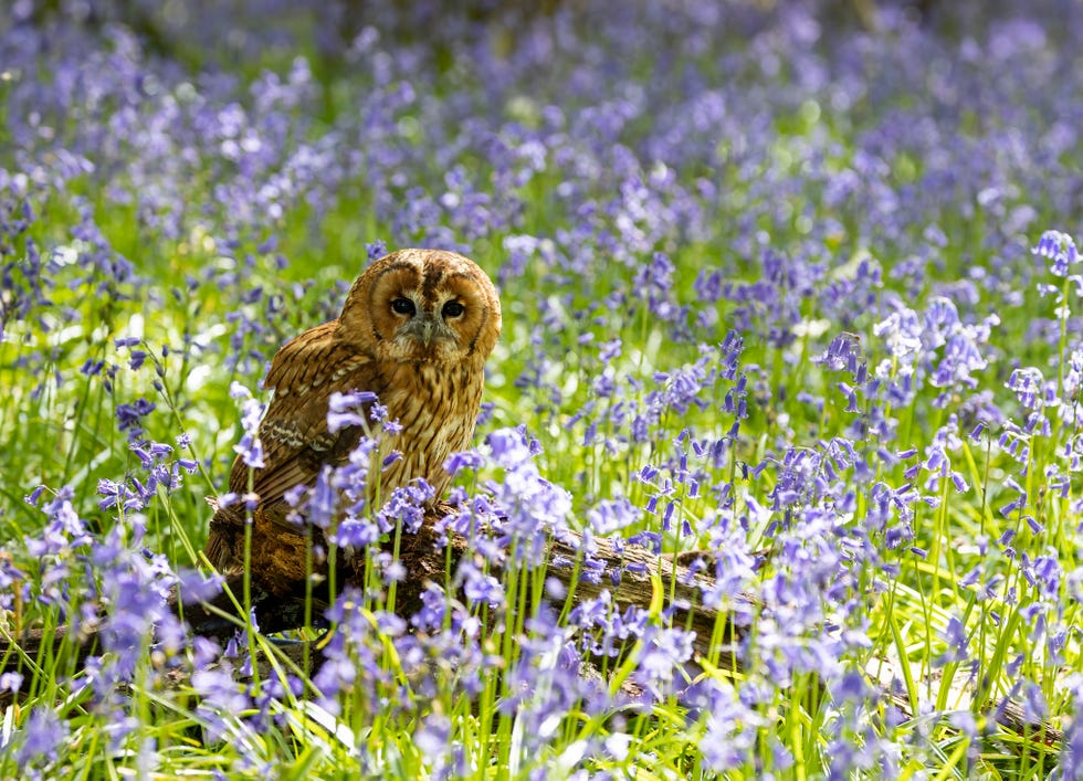 7 Rare Birds and Where to Spot Them in The UK