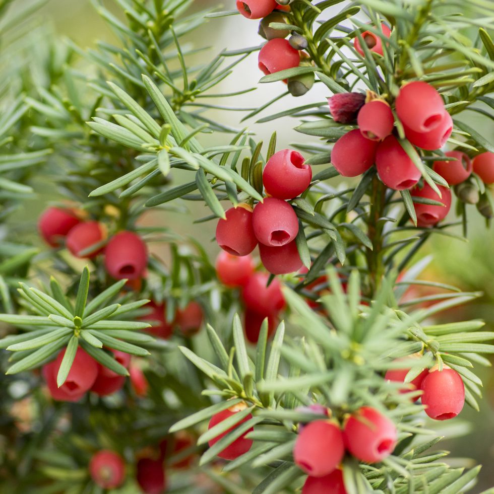 taxus baccata european yew is conifer shrub with poisonous and bitter red ripened berry fruits