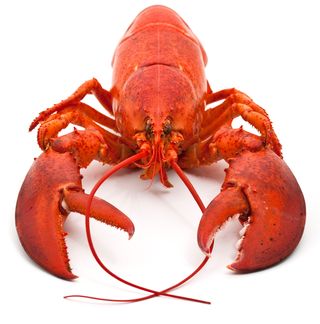 American lobster, Rock crab, Homarus, Lobster, Homarus gammarus, Seafood, Crayfish, Food, Decapoda, Invertebrate, 