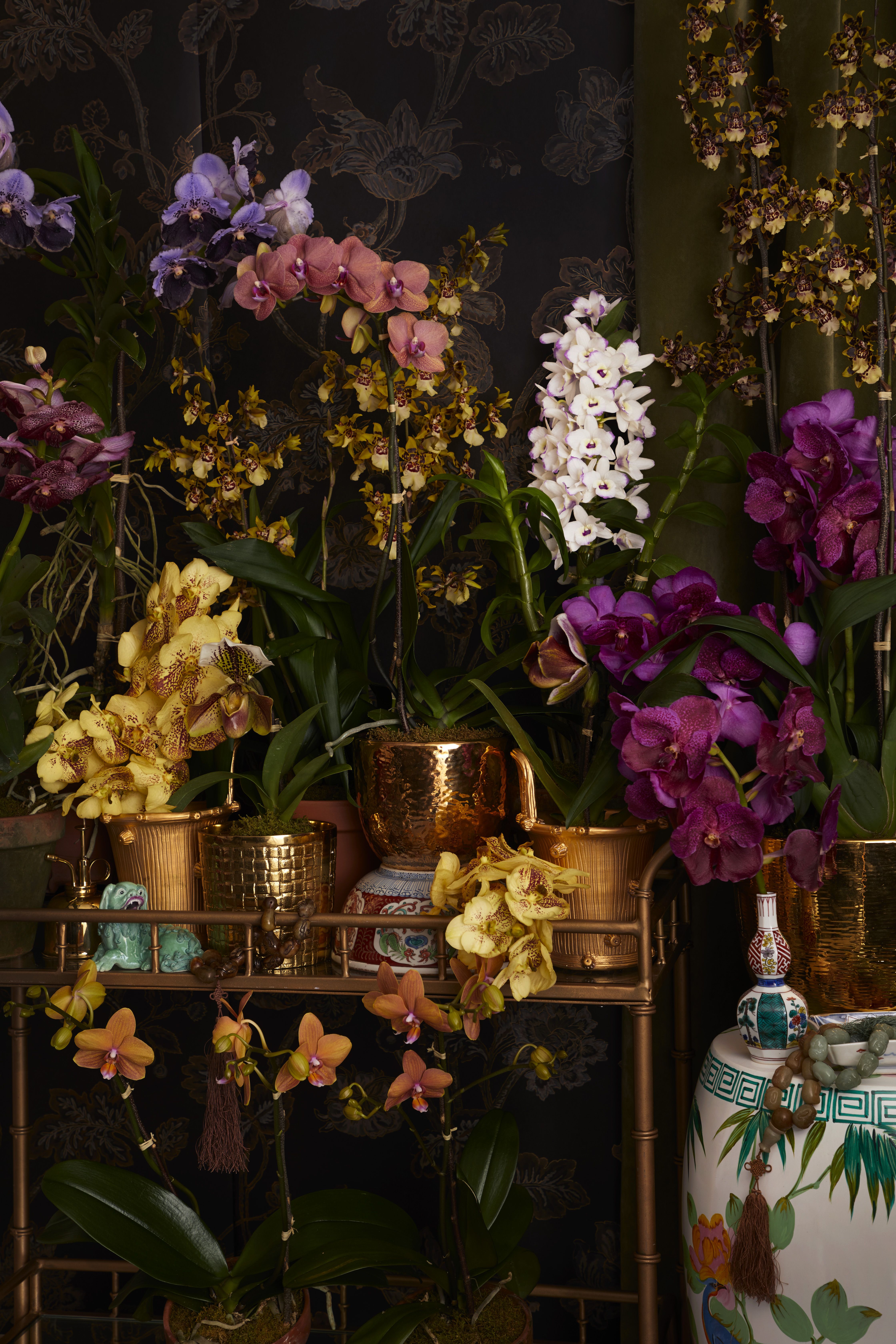The Medicinal Power of Orchids