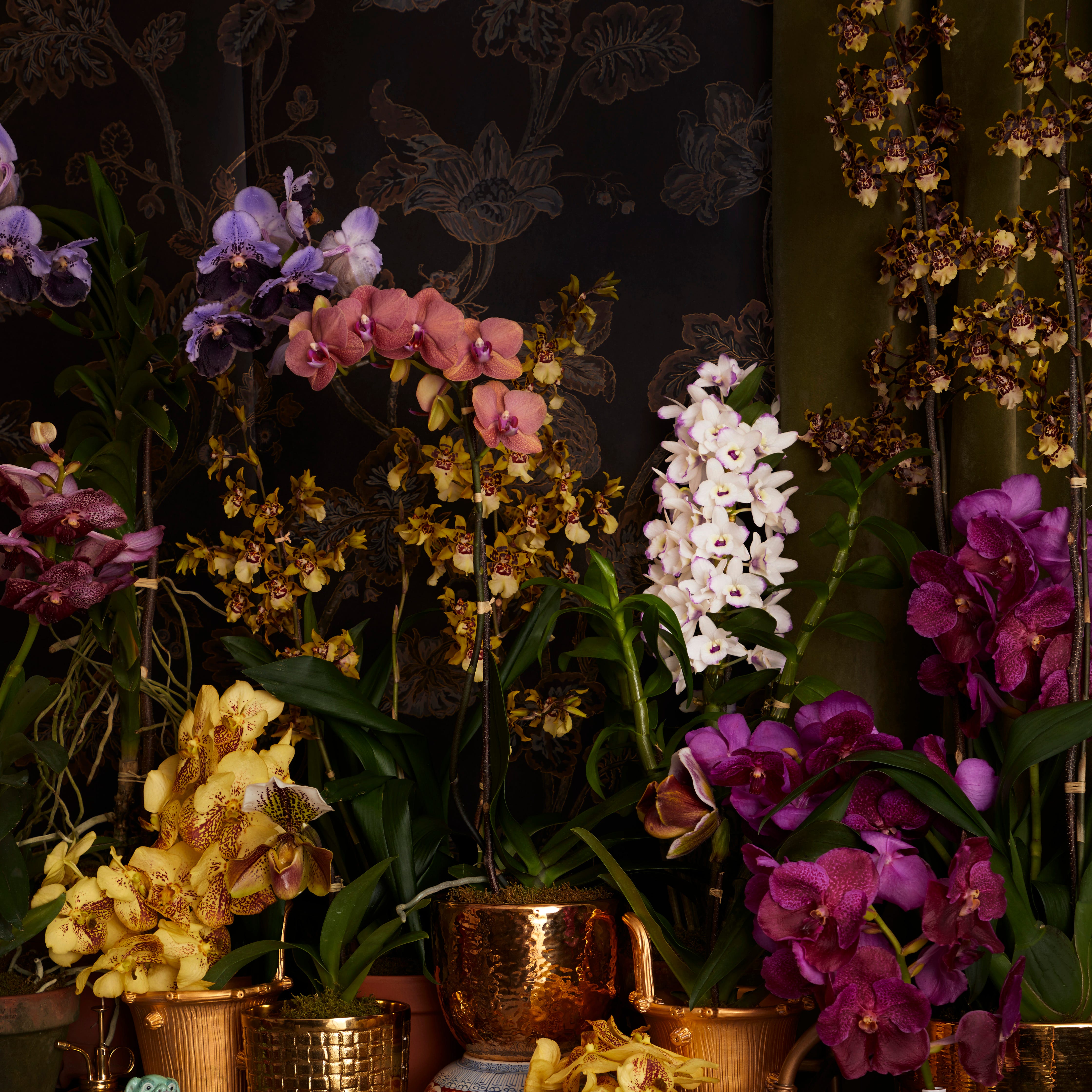 The Medicinal Power of Orchids The Medicinal Power of Orchids