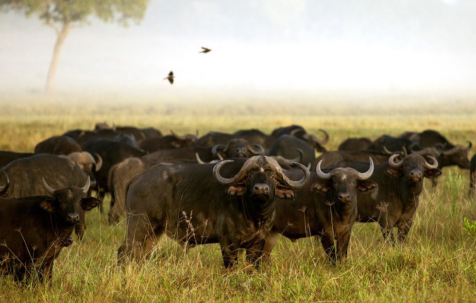 Herd, Wildlife, Grassland, Pasture, Bovine, Savanna, Animal migration, Wildebeest, Natural environment, Safari, 