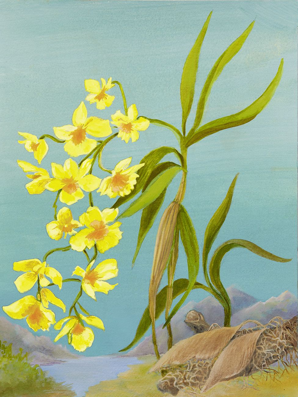 Gold Orchid illustration