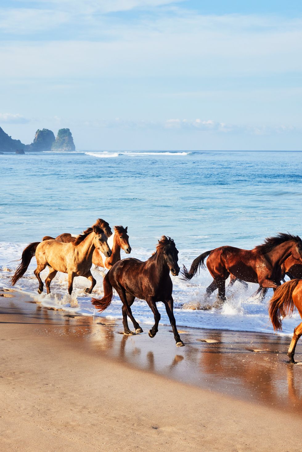 ponies gallop along nihiwatu beach, at nihi sumba resort indonesia