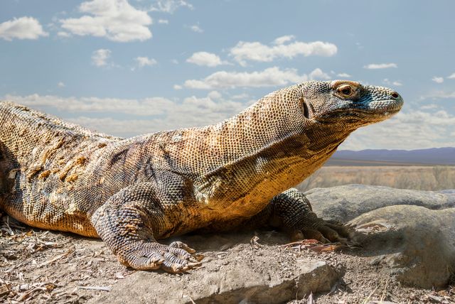 expedition cruising in indonesia, where the komodo dragon lives