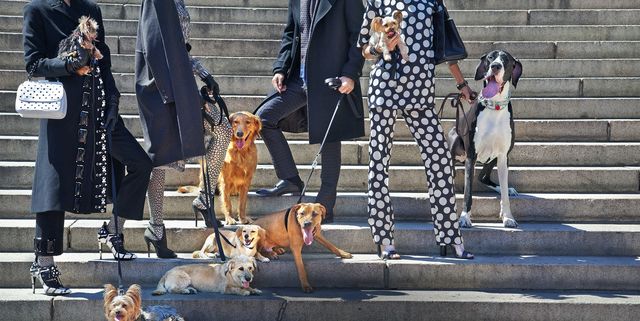 Dog Walkers Are Making Over $100,000 in New York City - The New