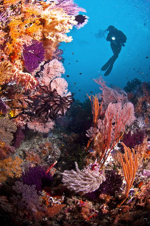 reef diver