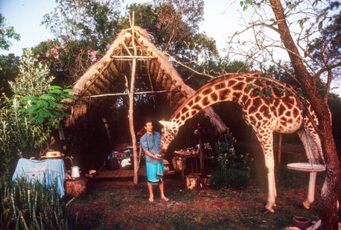 peter beard and giraffe's at peter's home, hog ranch, outside nairobi kenya