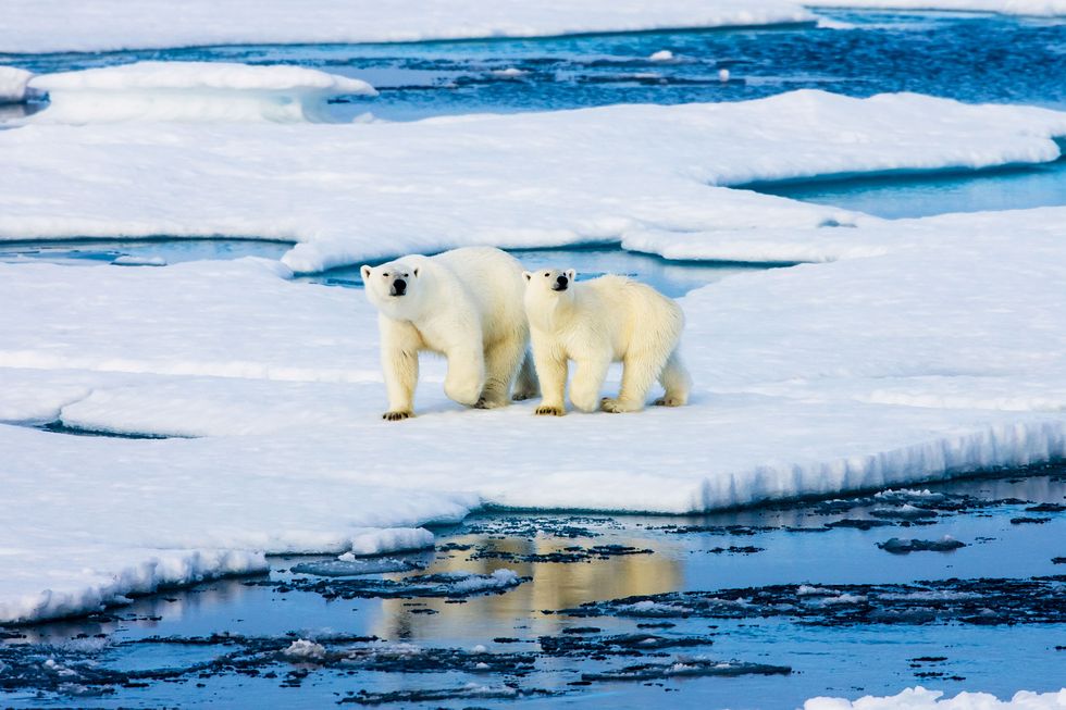 two polar bears on a small ice floe surrounded by water and ice mother and two years old cub symbolic for climate situation in the arctic copy  space