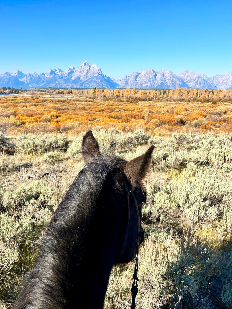 view from a horses back overlooking a mountainous landscape with autumn foliage