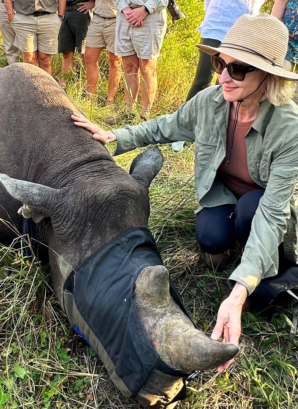 a person interacting with a tranquilized rhinoceros in a grassland setting