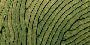 tea plantation geometry natural pattern from above, top down view azores islands, sao miguel portugal