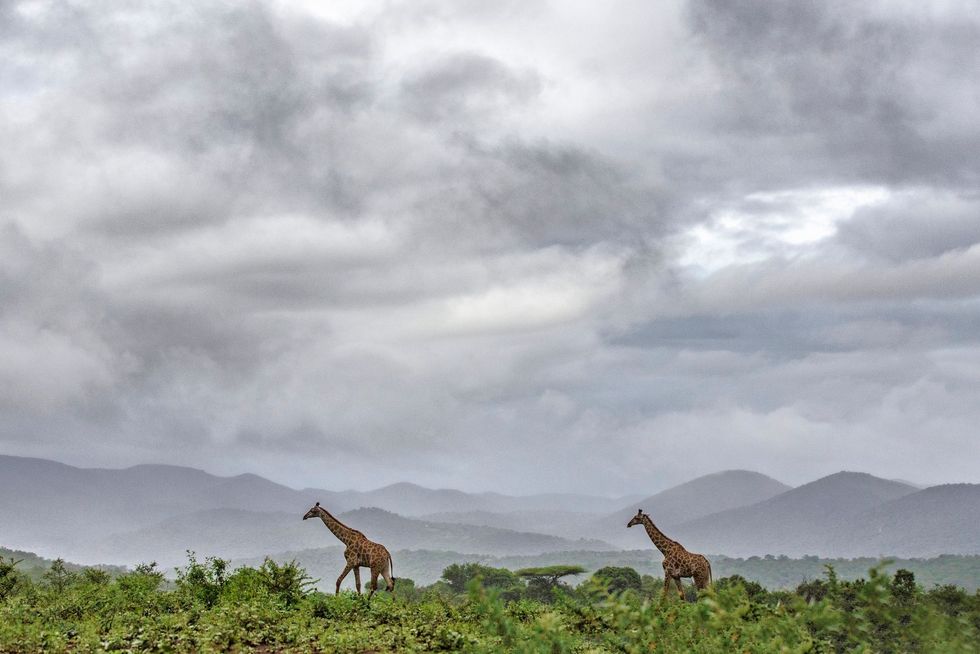 Hoofdfoto Twee giraffen trekken over de vlakte van het Somkhanda Game Reserve