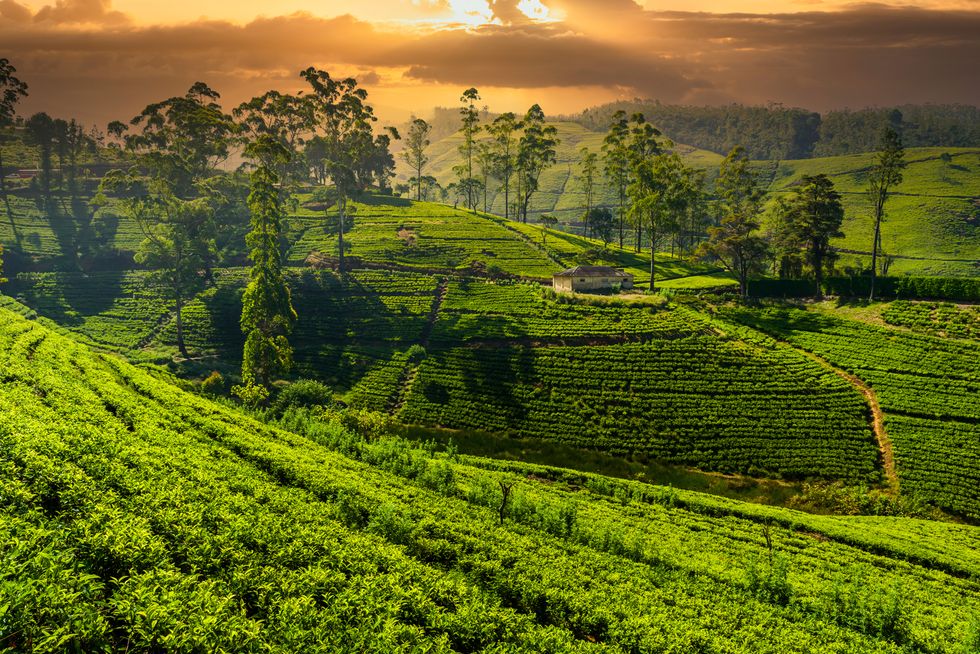 tea plantation in nuwara eliya at sunset, sri lanka