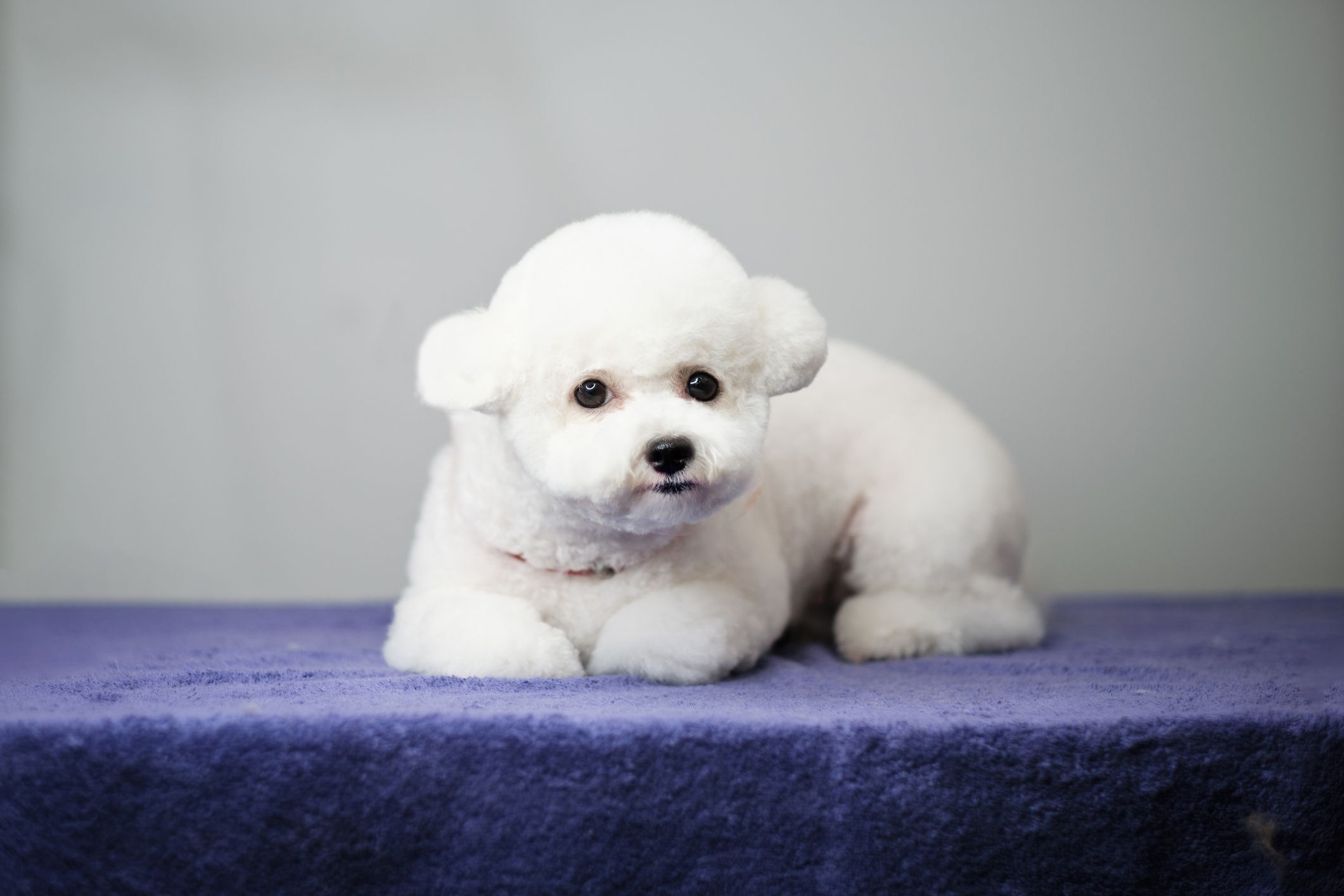 Small white fluffy shops dog