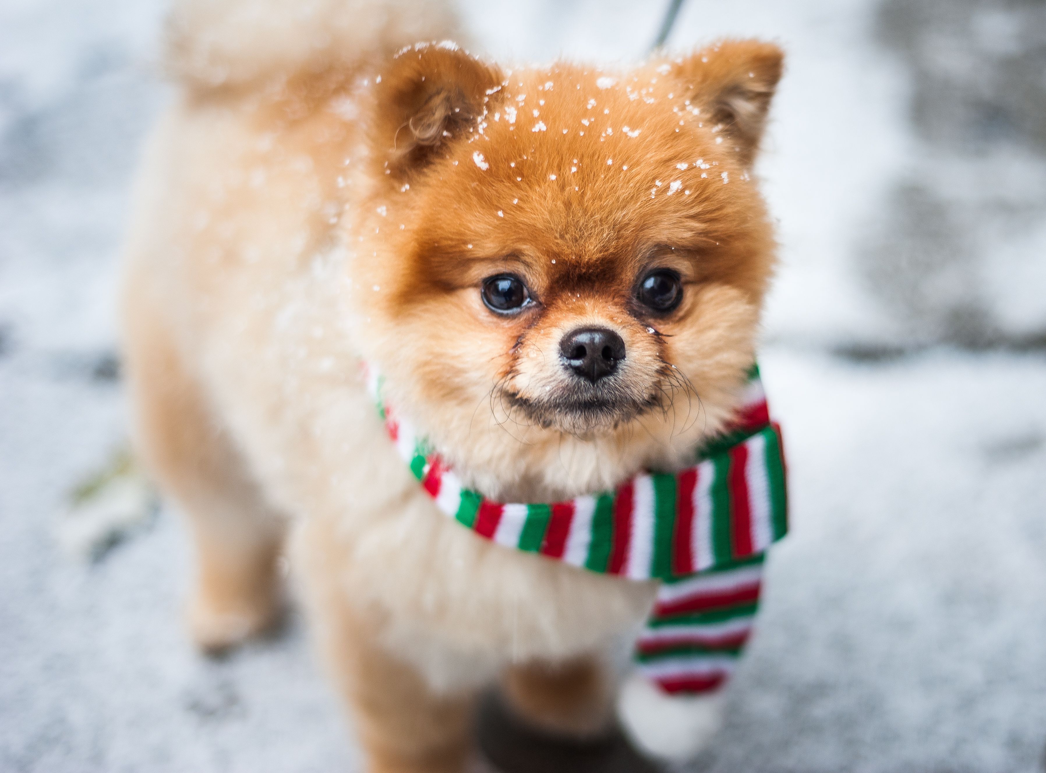 White fluffy teacup puppy orders