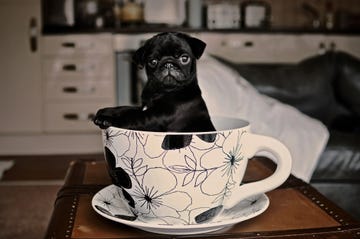 black pug dog puppy sitting in a teacup and saucer with a black floral pattern in a living room