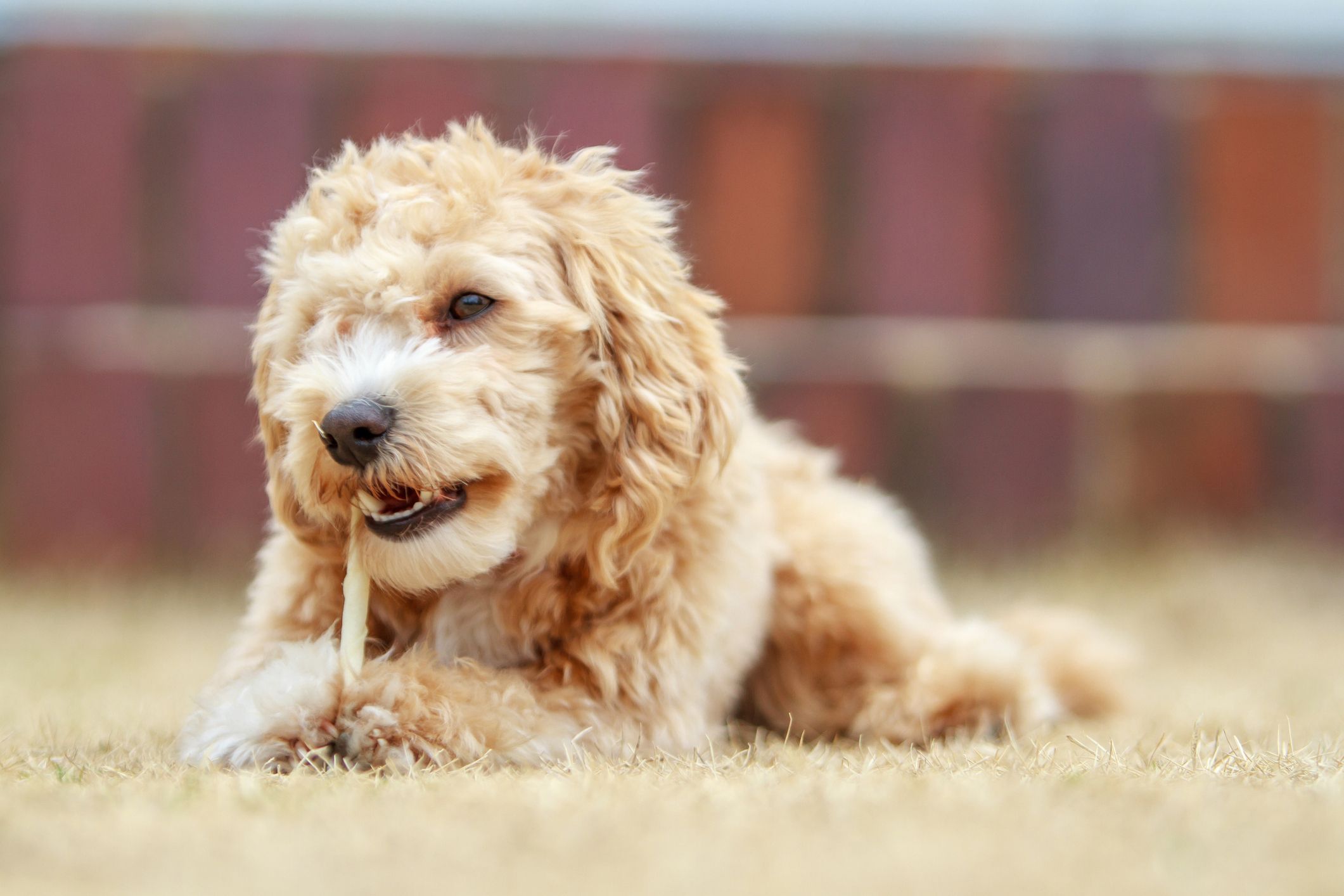16 Teacup Dog Breeds Pomeranian, Terrier, and More