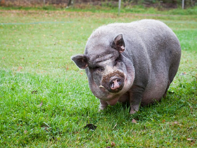 big, gray pot bellied pig in field looking at the camera