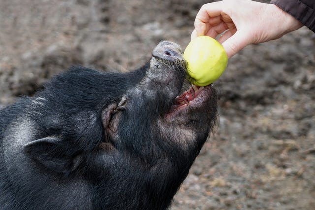 close up of a black pot bellied pig eating an apple given by a human hand