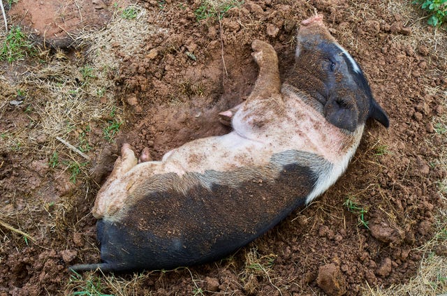 a black and white pot bellied pig sleeping on side on dirt