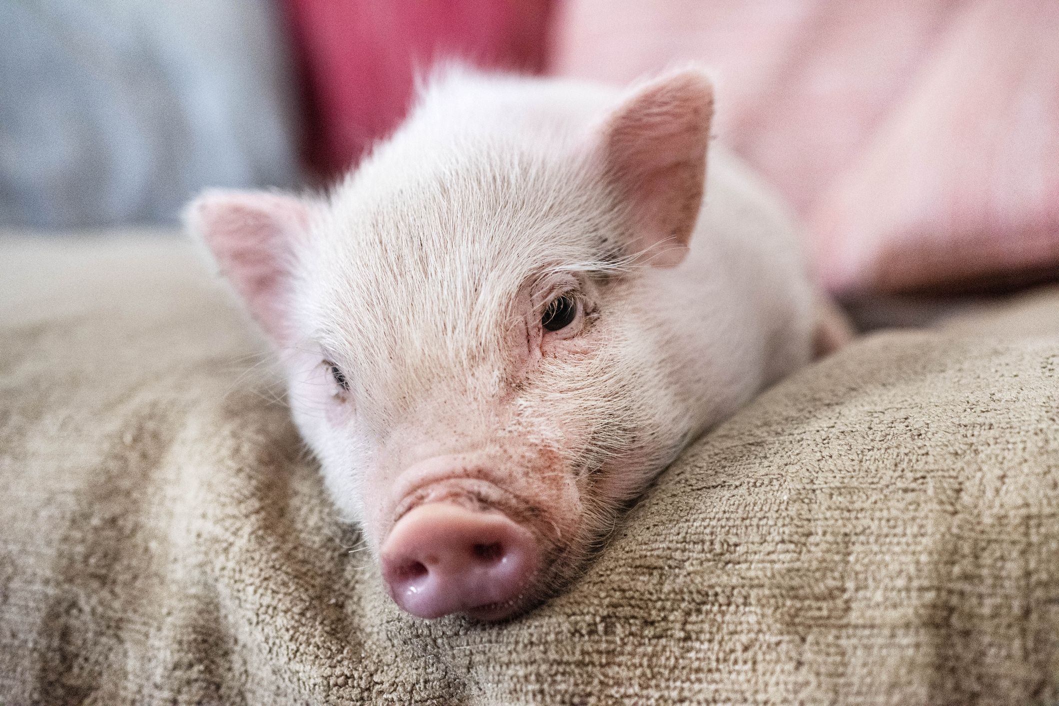 Thinking About Getting a Teacup Pig? Read These 10 Facts First