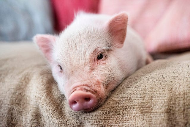 closeup of pink miniature pig on the sofa in an house