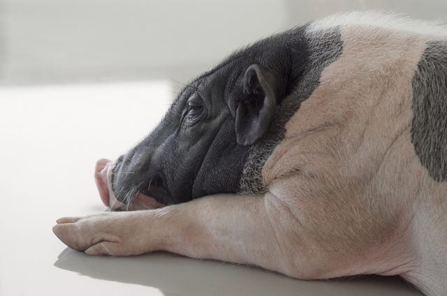 side view of head and shoulders of cute black and white pot bellied piglet sleeping on the floor