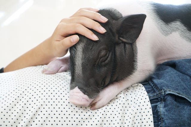 a sleepy little black and white pot bellied piglet sleeping on owners belly