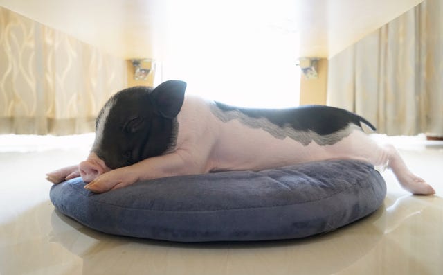 a sleepy little black and white potbellied piglet stretched out on cushion on floor in house