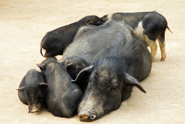 black potbellied pig mother cuddlign with her five piglets