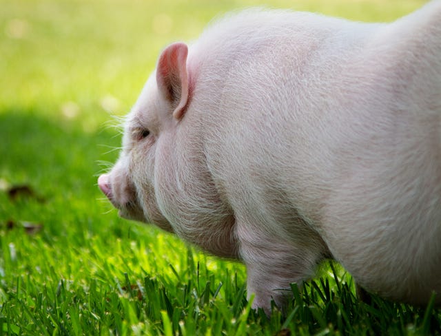 fat, white potbellied pig on grass giving sideeye