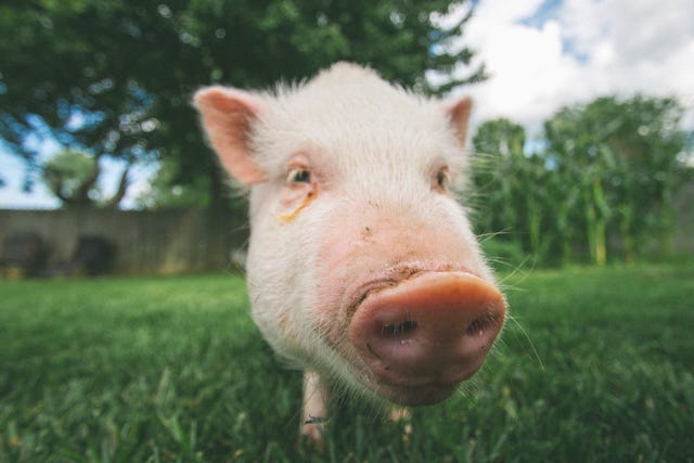 close up of a white pig in a grassy area