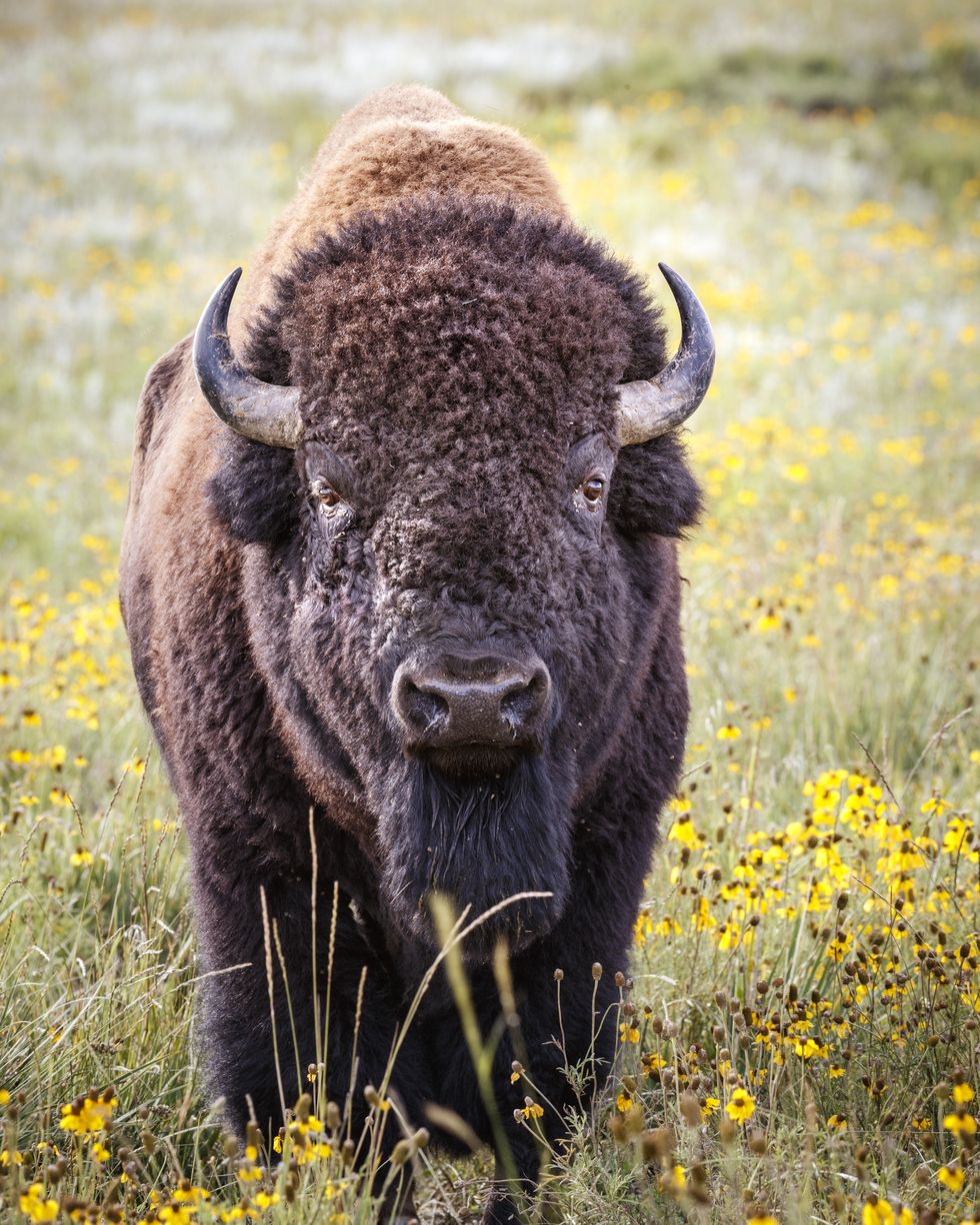 american bison bull in wildflowers, vermejo park ranch, new mexico, usa