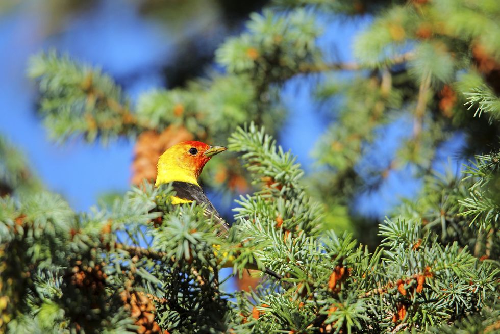 vermejo provides habitats for hundreds of bird species, including the vibrant western tanager