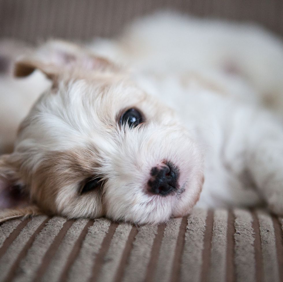 15 Best Teddy Bear Dog Breeds That Are Too Cute for Words