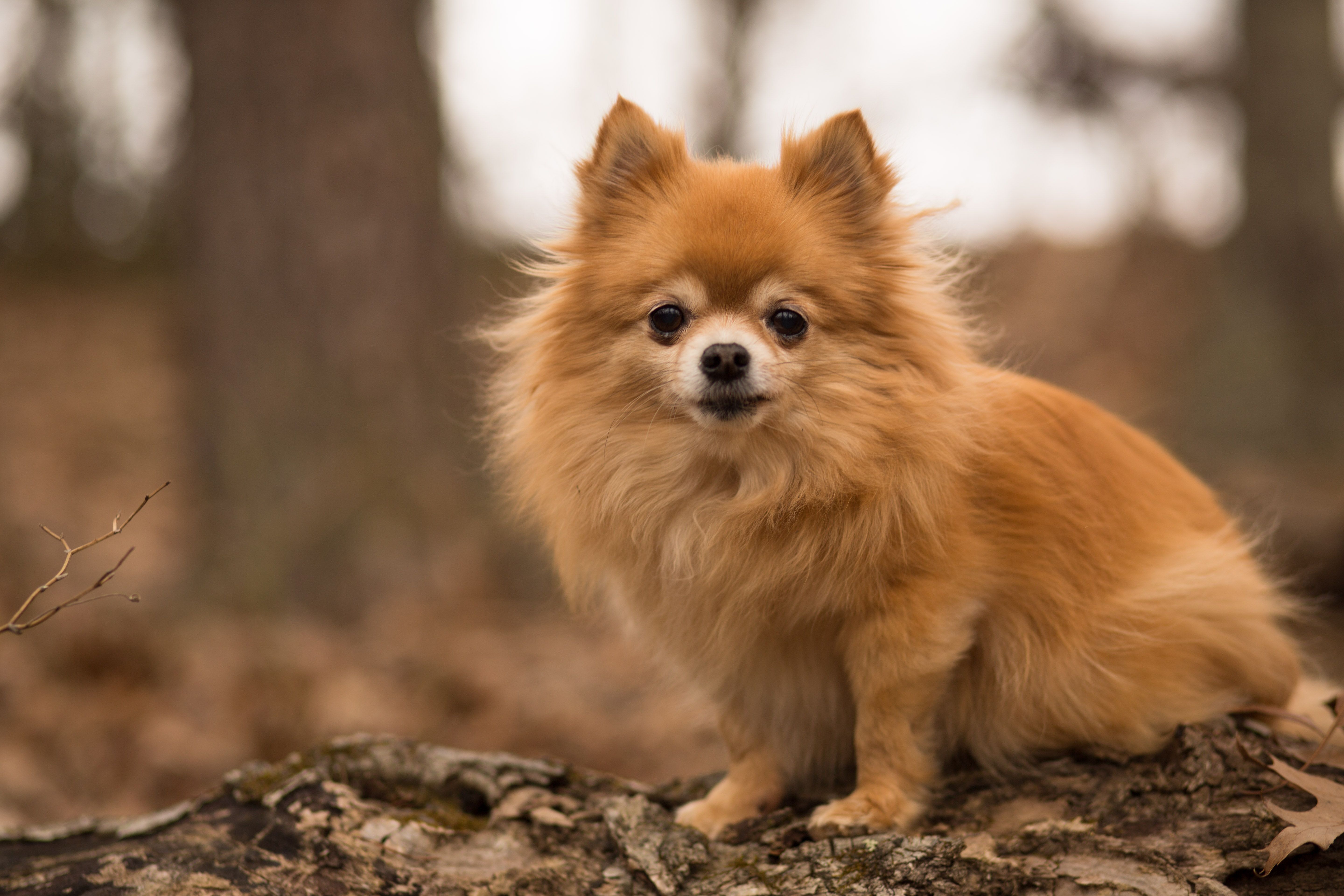 15 Best Teddy Bear Dog That Are Too Cute for Words