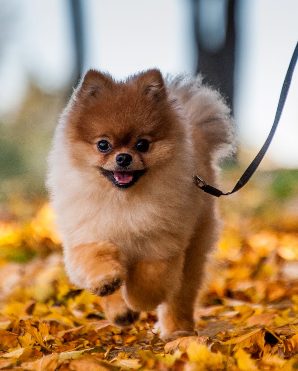 world's smallest dog breeds