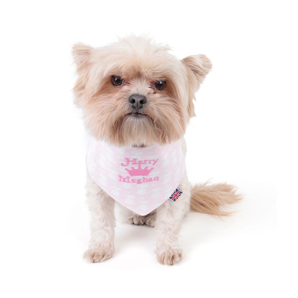 royal wedding dog 