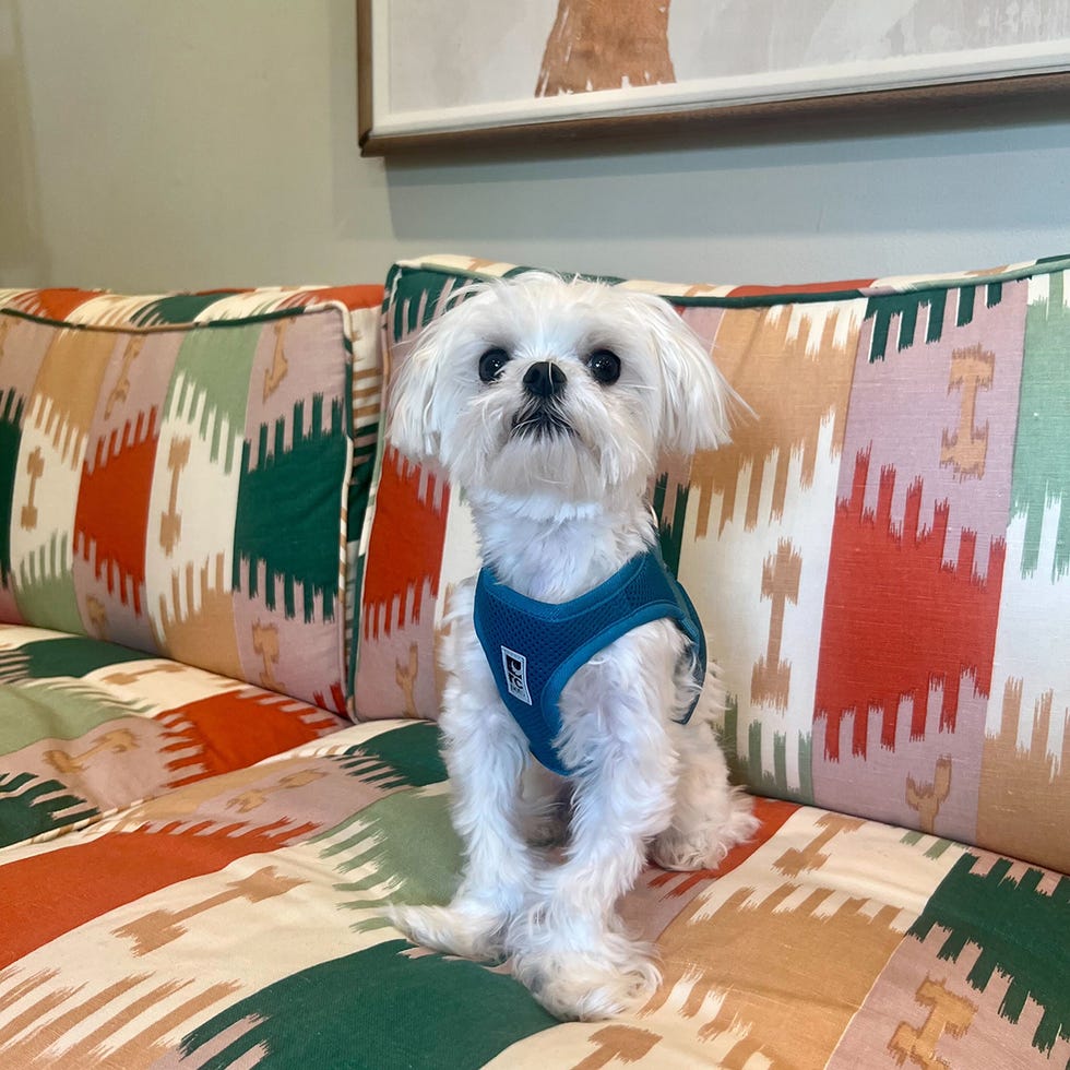 a dog sitting on a couch