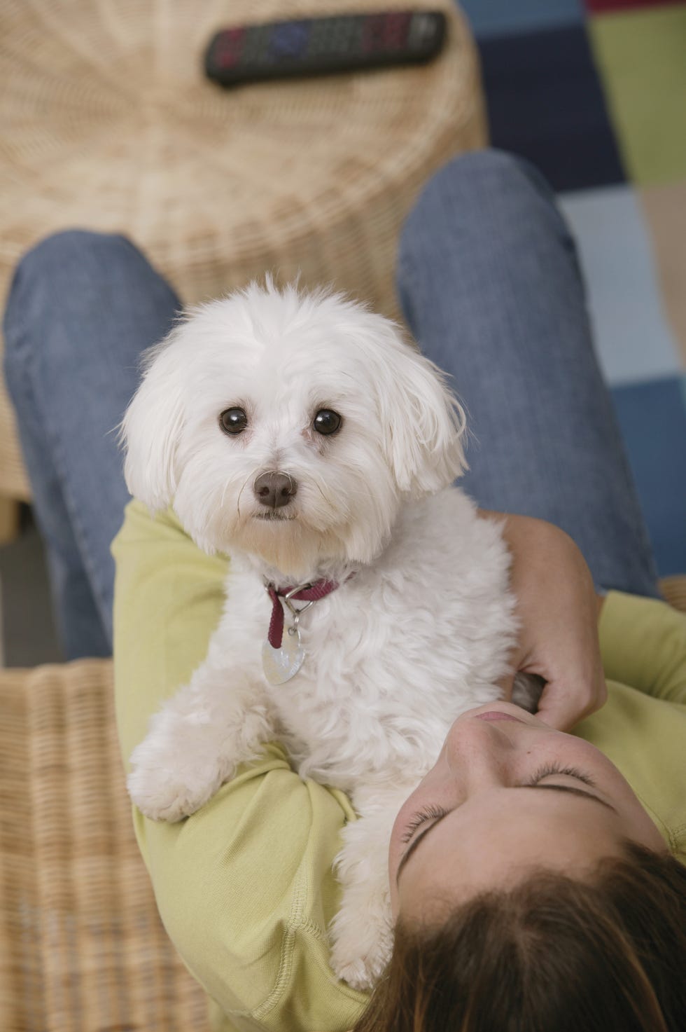 20 Best Dog Breeds for Families with Kids, According to Experts